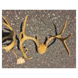 Decorative Deer Antler Mount Group
