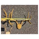 Decorative Deer Antler Mount Group