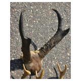 Large Decorative Deer Antler Mount Collection