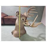 Taxidermy Whitetail Deer Shoulder Mount