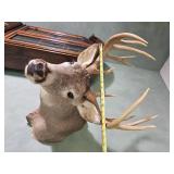 Taxidermy Whitetail Deer Shoulder Mount