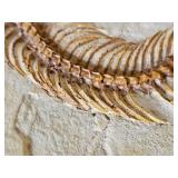 Round Fossil Snake Skeleton Wall Plaque