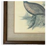 LR - Vintage Edward Lear Common Pheasant Framed Print