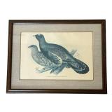 LR - Capercaillie or Cock of the Wood Framed Print