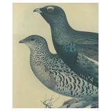 LR - Capercaillie or Cock of the Wood Framed Print