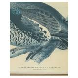 LR - Capercaillie or Cock of the Wood Framed Print