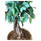 DR - 8 Ft Ficus Tree in Woven Basket Planter