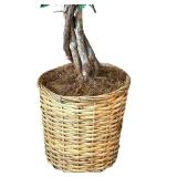 DR - 8 Ft Ficus Tree in Woven Basket Planter