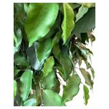 DR - 8 Ft Ficus Tree in Woven Basket Planter