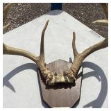Antler Mount