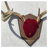 Antler Mount