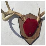 Antler Mount