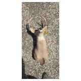 8 Point White Tail Buck