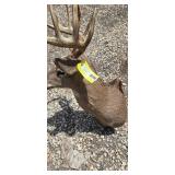 8 Point White Tail Buck