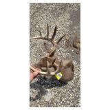 8 Point White Tail Buck