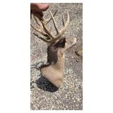 8 Point White Tail Buck