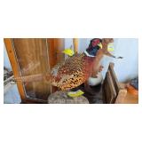 Pheasant Mount