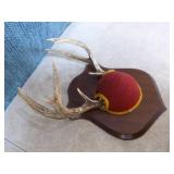 2 Mounted Deer Antlers