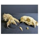Animal Skull With Clawed Paw and Loose Teeth
