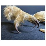 Animal Skull With Clawed Paw and Loose Teeth