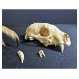 Animal Skull With Clawed Paw and Loose Teeth