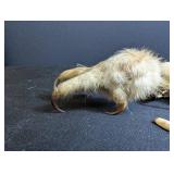 Animal Skull With Clawed Paw and Loose Teeth