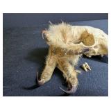 Animal Skull With Clawed Paw and Loose Teeth