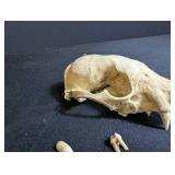 Animal Skull With Clawed Paw and Loose Teeth