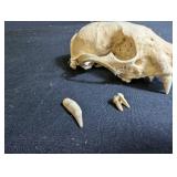 Animal Skull With Clawed Paw and Loose Teeth