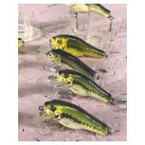Lot of 10 Bagley Fishing Lures Shaped Like Bass