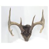 Larger Whitetail Deer Antler Mount