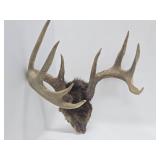 Larger Whitetail Deer Antler Mount