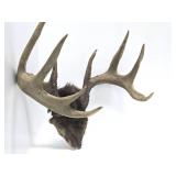 Larger Whitetail Deer Antler Mount