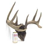 Larger Whitetail Deer Antler Mount