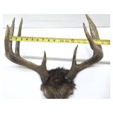 Larger Whitetail Deer Antler Mount