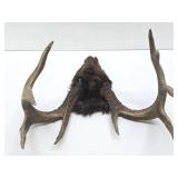 Larger Whitetail Deer Antler Mount