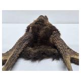 Larger Whitetail Deer Antler Mount