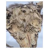 Larger Whitetail Deer Antler Mount