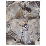 Larger Whitetail Deer Antler Mount