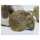 Very Nice Estate Lot of Rocks Geodes Fossils Arrowheads etc