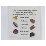 Very Nice Estate Lot of Rocks Geodes Fossils Arrowheads etc