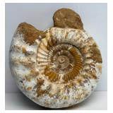 HUGE Genuine Ammonite Fossil