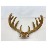 Authentic 22.5" Wide Velvet Buck Antlers