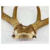 Authentic 22.5" Wide Velvet Buck Antlers