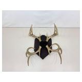 2 in 1 Authentic MOUNTED 23" Tall Buck Antlers