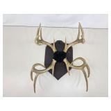 2 in 1 Authentic MOUNTED 23" Tall Buck Antlers