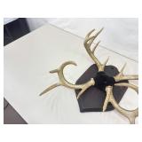 2 in 1 Authentic MOUNTED 23" Tall Buck Antlers