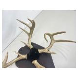 2 in 1 Authentic MOUNTED 23" Tall Buck Antlers