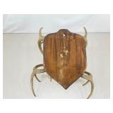 2 in 1 Authentic MOUNTED 23" Tall Buck Antlers