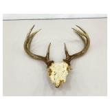 Authentic 16.5" W Deer Antlers and Skull